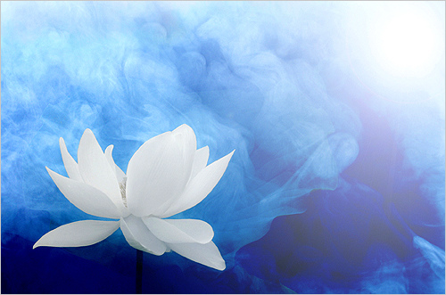 lotus-flower-from-bahman-farzad1.jpg